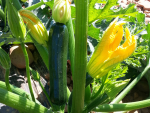 Courgette longue verte (1 Kg)