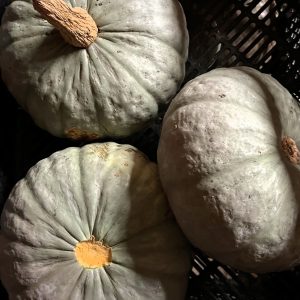 Potiron bleu de Hongrie (env 1.5Kg)